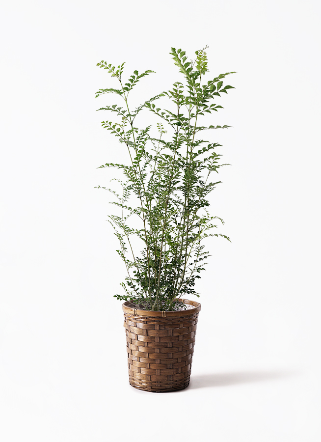 シマトネリコ 7号 | 観葉植物の通販ならHitoHana（ひとはな）