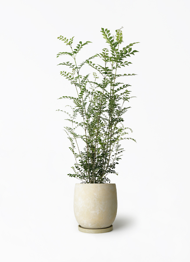 シマトネリコ 7号 | 観葉植物の通販ならHitoHana（ひとはな）
