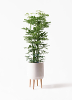 kapok-781_1.jpg?1658742423