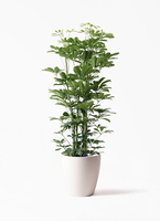 kapok-782_1.jpg?1658742425
