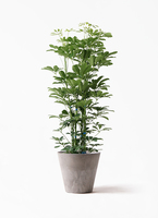 kapok-789_1.jpg?1658742440