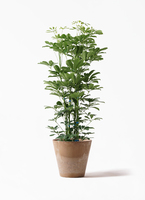 シェフレラカポック2本立ち 観葉植物】 【カポック（シェフレラ）の育て方】剪定や植え替え