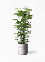 観葉植物 シェフレラ（カポック） 7号 ノーマル Eco Stone（エコ