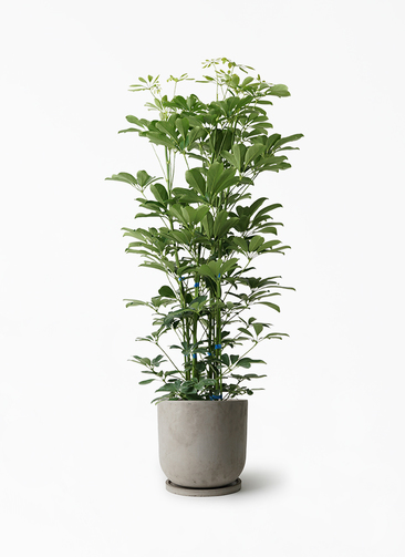kapok-800_1.jpg?1658742465