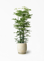 kapok-802_1.jpg?1658742470