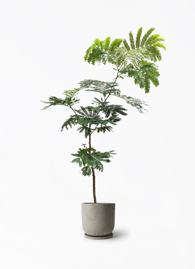 観葉植物 エバーフレッシュ 7号 ボサ造り セメント トラフポット 付き