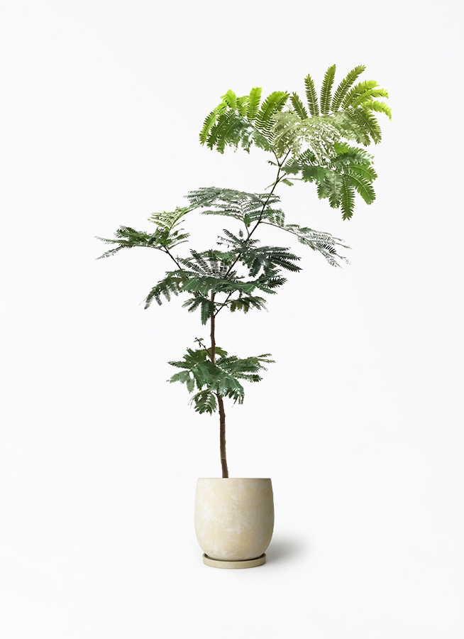 観葉植物 エバーフレッシュ 7号 ボサ造り アイルエッグ イエロー 付き