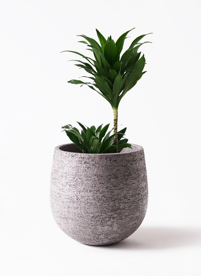 観葉植物 ドラセナ コンパクター 6号 プラスチック鉢 | 観葉植物