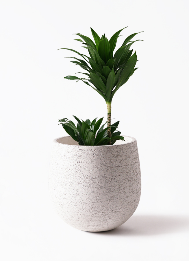 観葉植物 ドラセナ コンパクター 6号 Ceramic Pot (セラミック) 付き