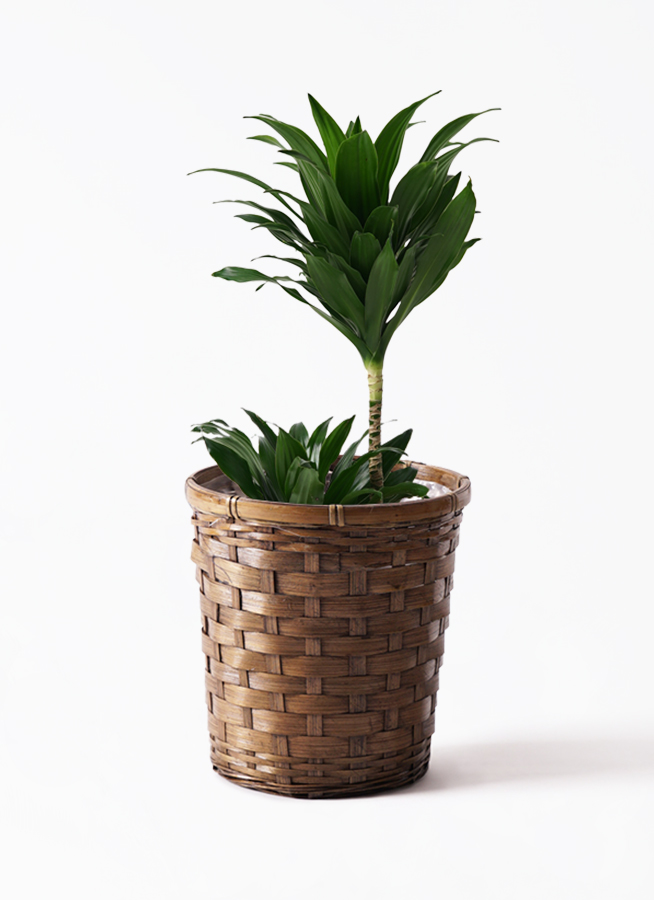 観葉植物　ドラセナコンパクター(籐かご付、ダークブラウン色)　Ｍサイズ 観葉植物 ドラセナコンパクター(籐かご付、ダークブラウン色) Ｍサイズ