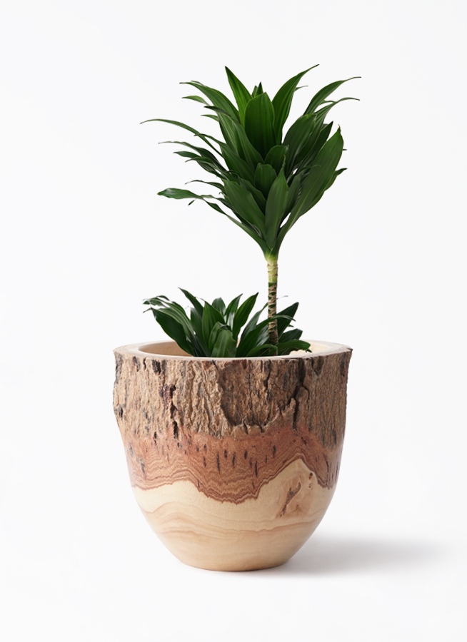 観葉植物 ドラセナ コンパクター 6号 ラウンド 付き | 観葉植物