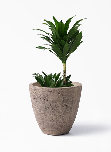 観葉植物 ドラセナ コンパクター 6号 フリットエッグ アンティーク