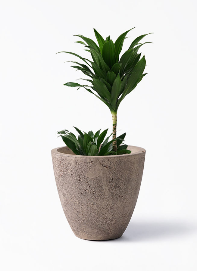 観葉植物 ドラセナ コンパクター 6号 Eco Stone（エコストーン） white