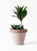 ドラセナ　コンパクタ　鉢皿付き 観葉植物 ドラセナ コンパクター 6号 Ceramic Pot (セラミック) 付き