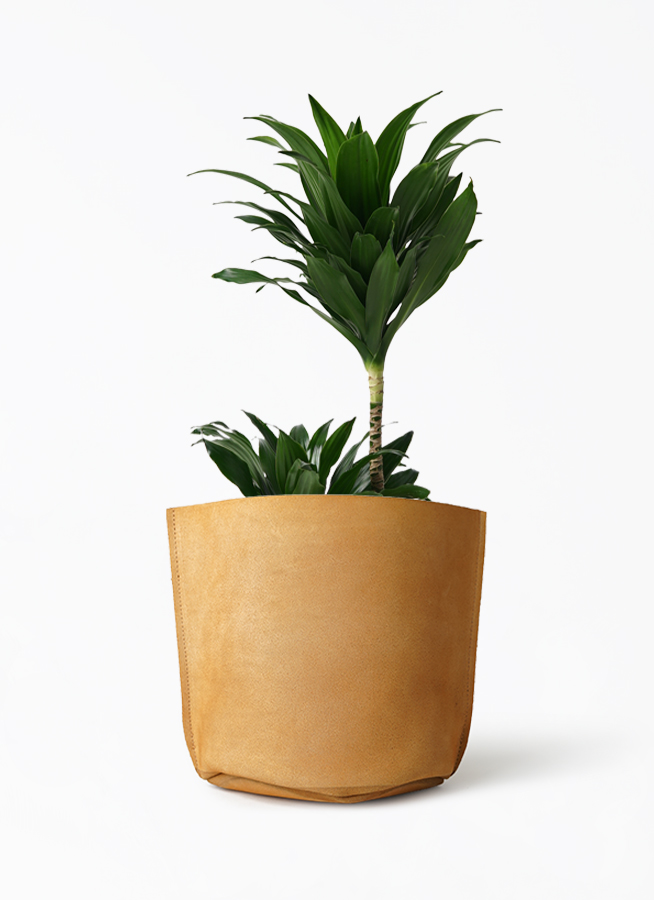 観葉植物 ドラセナ コンパクター 6号 レザーポット0 ブラウン 付き