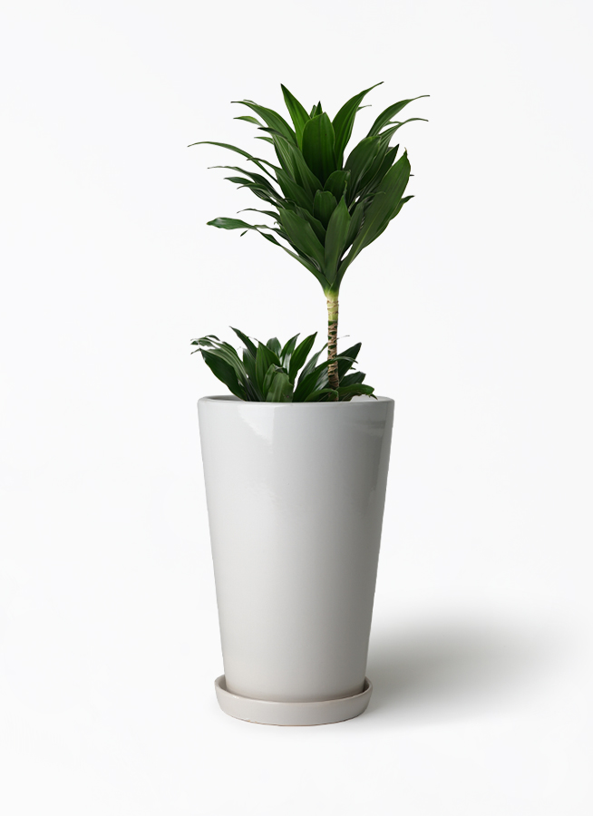 観葉植物 ドラセナ コンパクター 6号 ラウンド 付き | 観葉植物