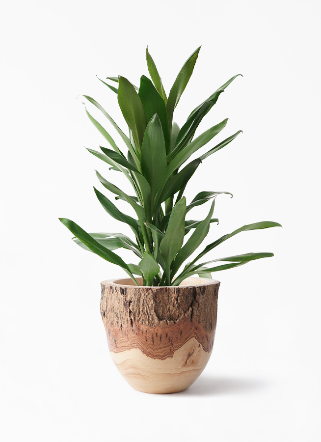 観葉植物 ドラセナ グローカル 6号 Mango Wood マンゴーウッド フラワーベース 付き 観葉植物ならhitohana ひとはな