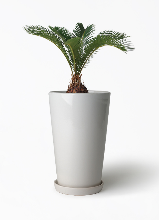 ソテツ 6号 | 観葉植物 | インテリアやギフトに - Hitohana（ひとはな）