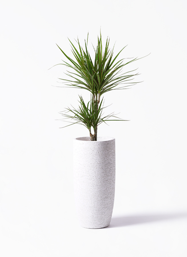 観葉植物 ドラセナ コンシンネ 6号 Ceramic Pot (セラミック) 付き