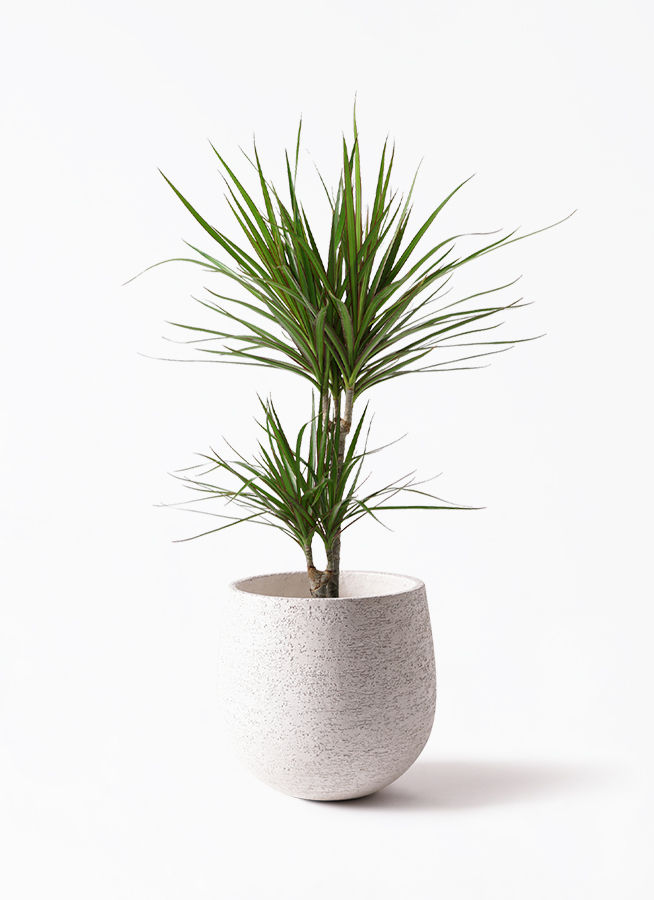 本当に信頼出来る商品 観葉植物 スタンダードポット 6号 コンシンネ ドラセナ その他観葉植物