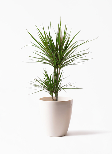 観葉植物 ドラセナ コンシンネ 6号 レザーポット0 グレー 付き