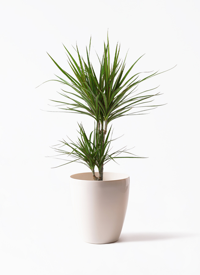 観葉植物 ドラセナ コンシンネ 6号 レザーポット0 グレー 付き