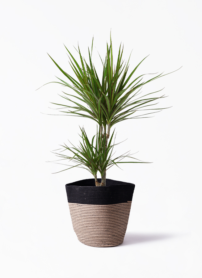 ［現品］F1 ドラセナコンシンネ　観葉植物　大型　室内　黒　鉢カバー付　一点物 現品］F1 ドラセナコンシンネ 観葉植物 大型 室内 黒 鉢カバー付
