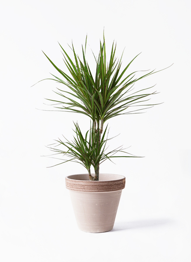 ドラセナコンシンネ観葉植物170cm高 観葉植物 ドラセナ コンシンネ 6号 スタンダードポット コーヒー