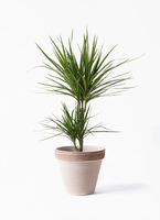 concinna-589_1.jpg?1658753266