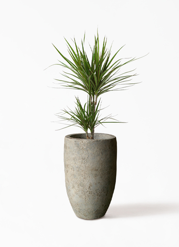 コンシンネ　鉢下から150cm 観葉植物 ドラセナ コンシンネ 6号 Sheer Pot (シアーポット) 付き