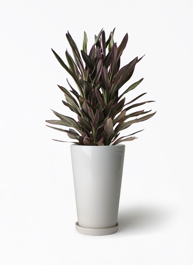 観葉植物 コルディリネ (コルジリネ) サンゴ 6号 ラウンド 付き | 観葉