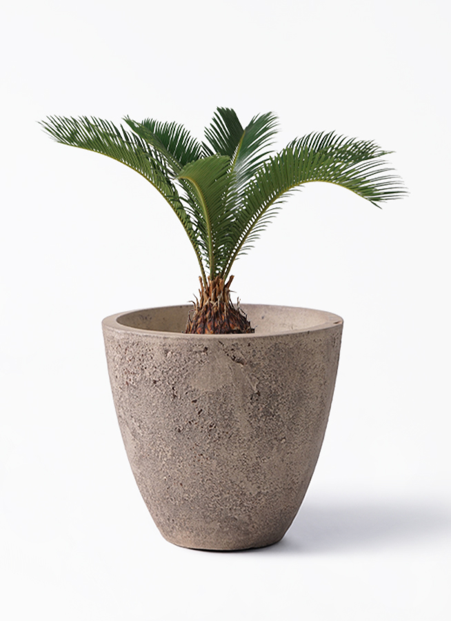 ソテツ 6号 | 観葉植物 | インテリアやギフトに - Hitohana（ひとはな）