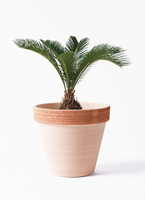 く*ろ様 ソテツ cycas-revoluta-364_1.jpg?