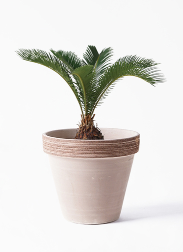 cycas-revoluta-365_1.jpg?