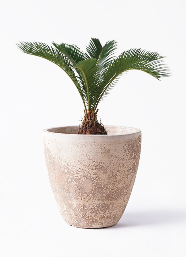 ソテツ 6号 | 観葉植物 | インテリアやギフトに - Hitohana（ひとはな）