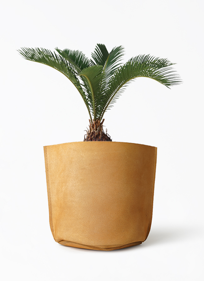 ソテツ 6号 | 観葉植物 | インテリアやギフトに - Hitohana（ひとはな）
