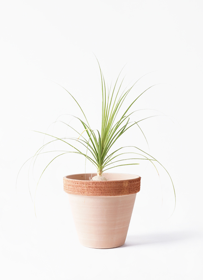 観葉植物 トックリラン 6号 スタンダードポット スクラッチ 付き 観葉植物ならhitohana ひとはな