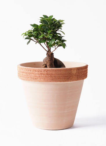 chinese-banyan-620_1.jpg?