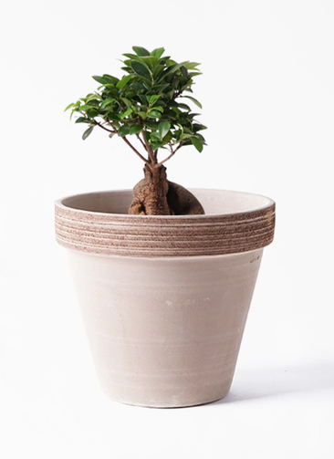 chinese-banyan-621_1.jpg?