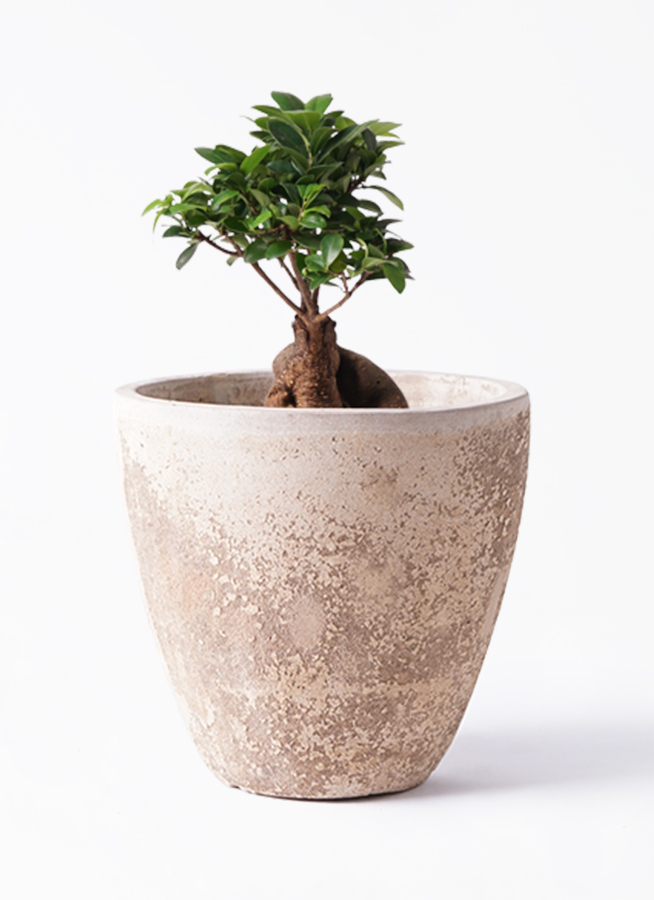 ガジュマル 股仕立て | 観葉植物通販 HitoHana（ひとはな）
