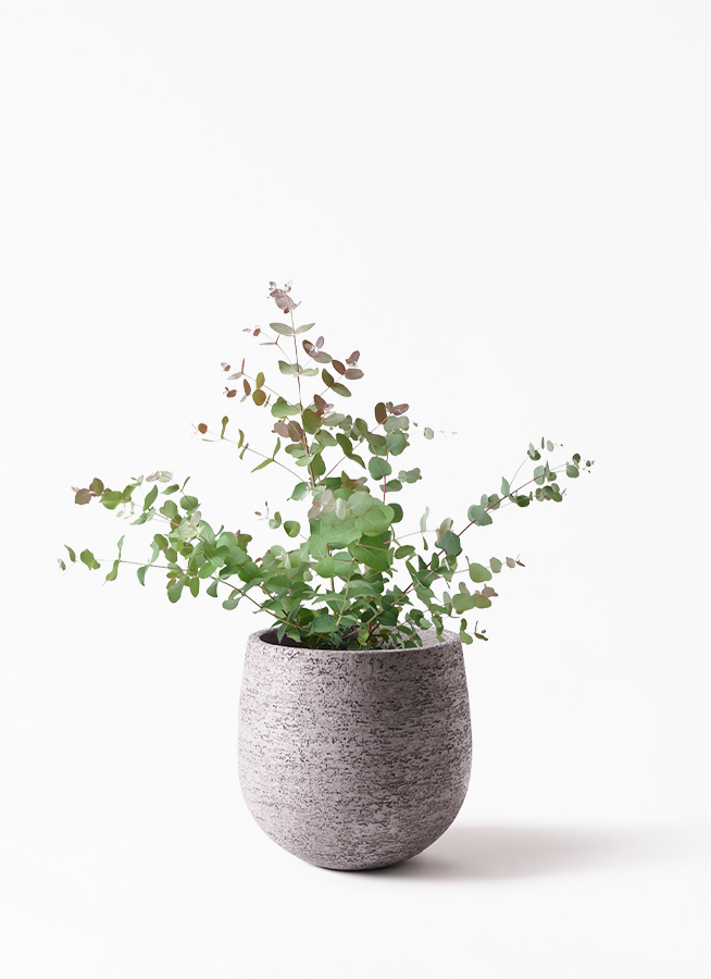 観葉植物 ユーカリ 6号 グニー ボサ造り プラスチック鉢 | 観葉植物