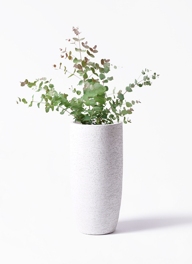 観葉植物 ユーカリ 6号 グニー ボサ造り ラウンド 付き | 観葉植物なら