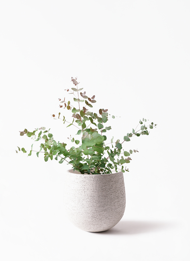 観葉植物 ユーカリ 6号 グニー ボサ造り Eco Stone エコストーン White 付き 観葉植物ならhitohana ひとはな