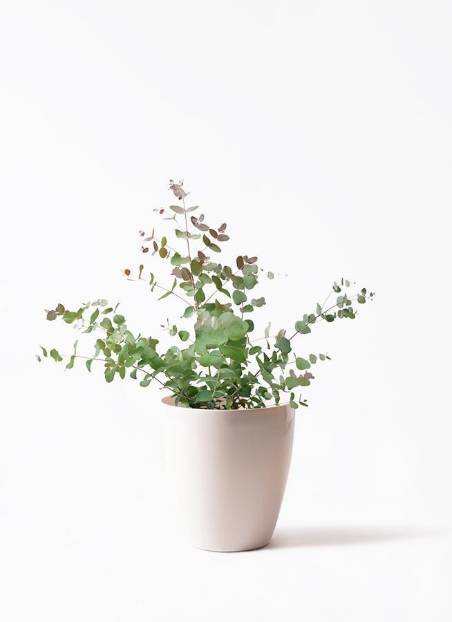 観葉植物 ユーカリ 6号 グニー ボサ造り プラスチック鉢 | 観葉植物