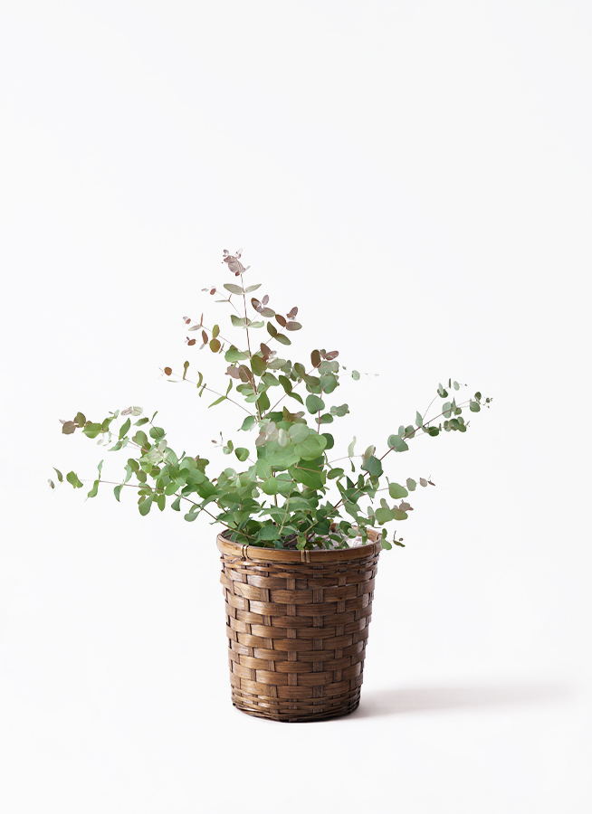 観葉植物 ユーカリ 6号 グニー ボサ造り プラスチック鉢 | 観葉植物