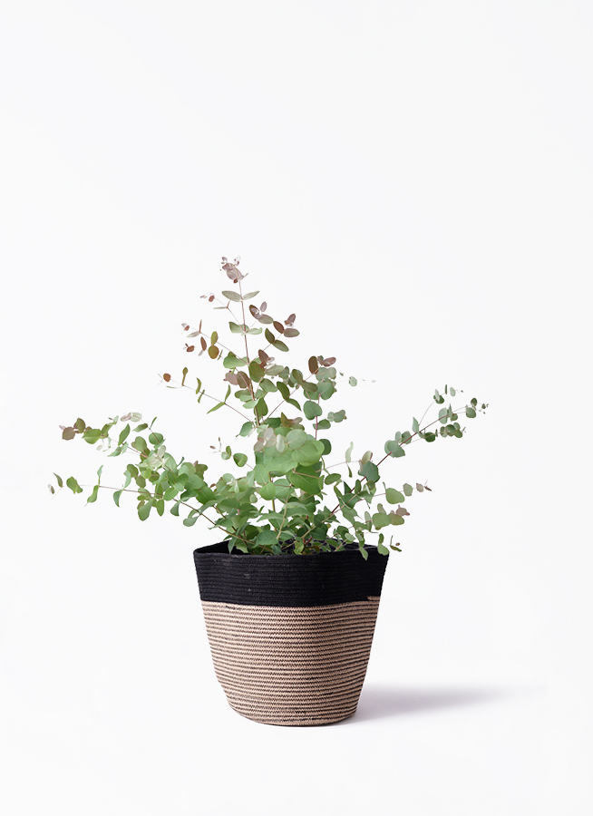 観葉植物 ユーカリ 6号 グニー ボサ造り プラスチック鉢 | 観葉植物