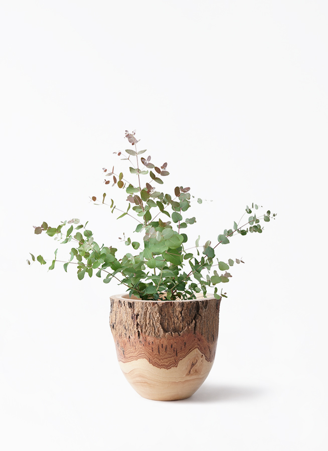 観葉植物 ユーカリ 6号 グニー ボサ造り プラスチック鉢 | 観葉植物