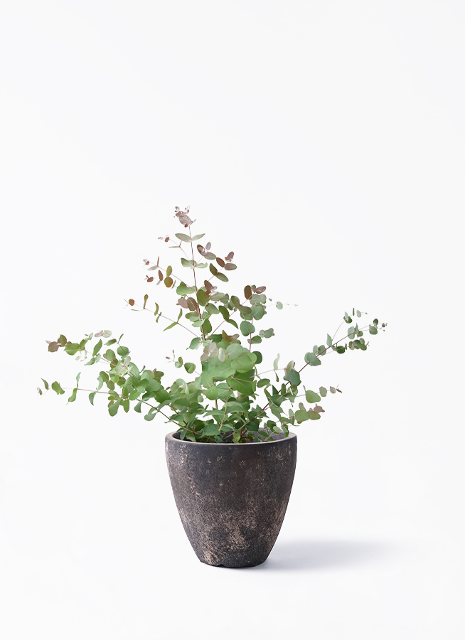観葉植物 ユーカリ 6号 グニー ボサ造り ラウンド 付き | 観葉植物なら
