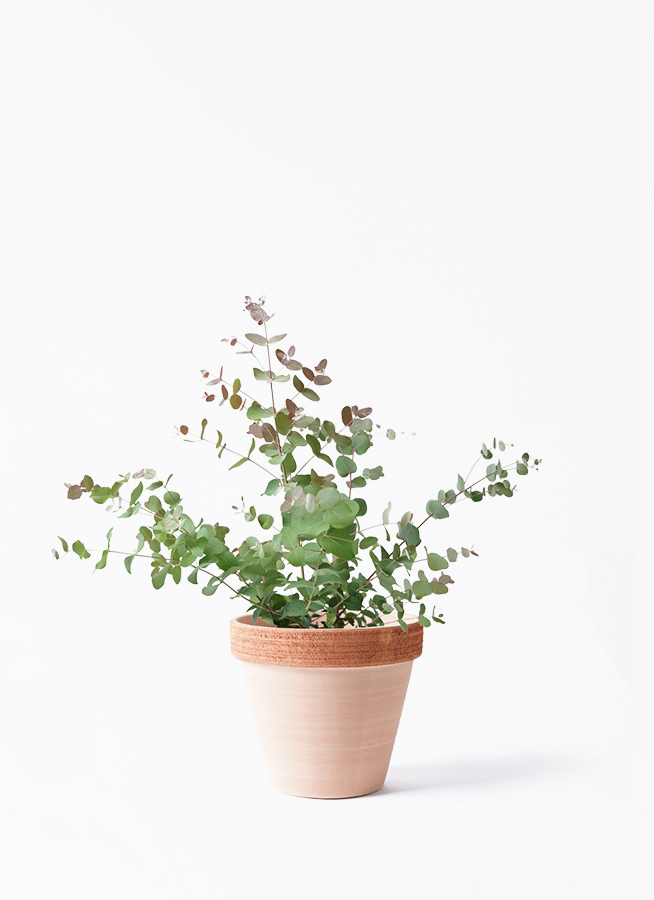 ユーカリ グニー | 観葉植物 | インテリアやギフトに - Hitohana（ひと