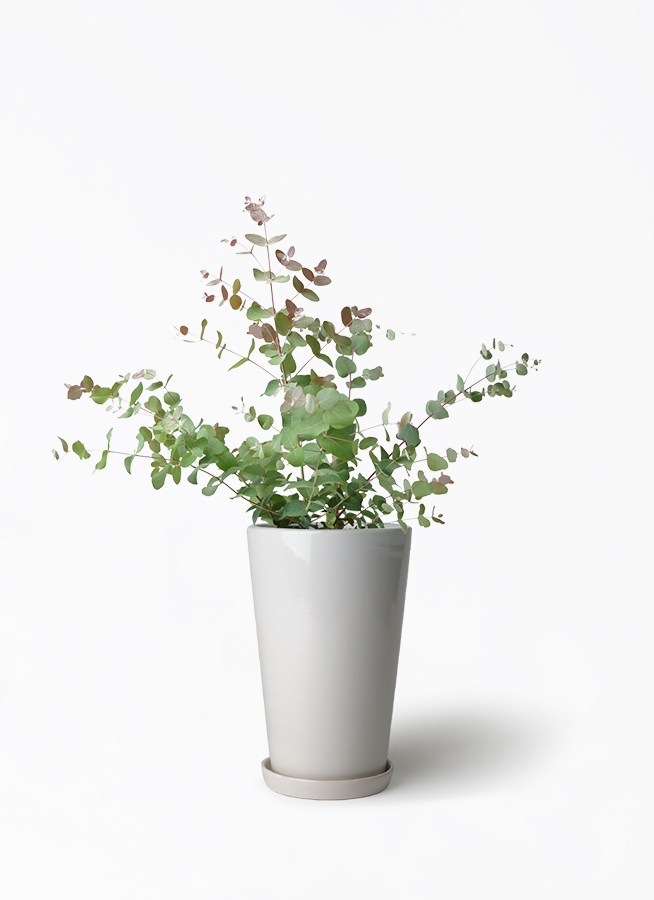 観葉植物 ユーカリ 6号 グニー ボサ造り ラウンド 付き | 観葉植物なら